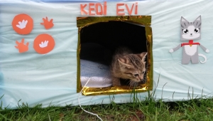 BAYRAMPAŞA’DA KEDİLERİN DE BİR ‘YUVASI’ OLDU