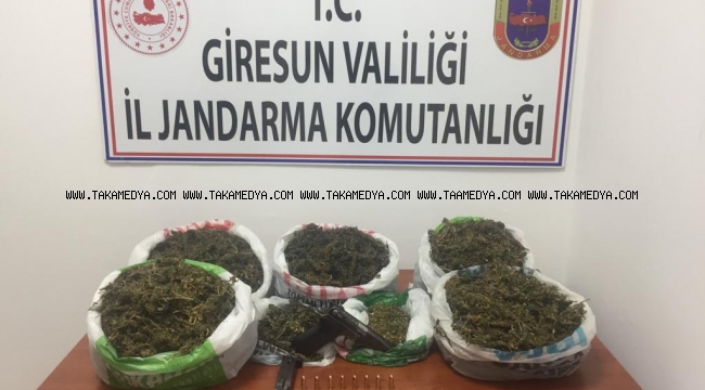 Giresun'da Uyuşturucu Operasyonu 2 Gözaltı