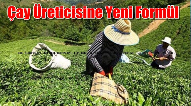 Çay Üreticisi Yarını Bekliyor