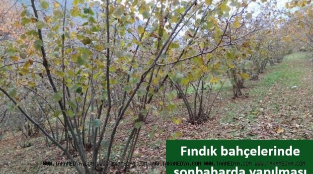  Fındık bahçelerinde sonbaharda yapılması gereken işler